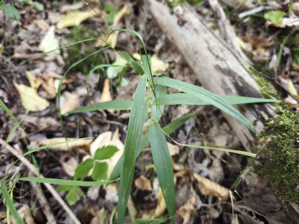 Cephalanthera longifolia; photograph (c) arthur_haendler, some rights reserved (CC BY)