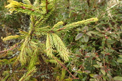 Picea morrisonicola