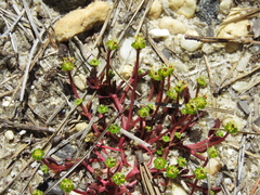 Euphorbia ipecacuanhae