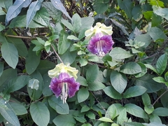 Cobaea scandens