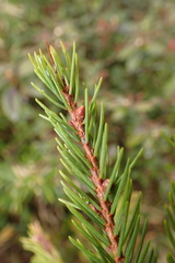 Picea morrisonicola