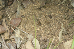 Armadillidium vulgare