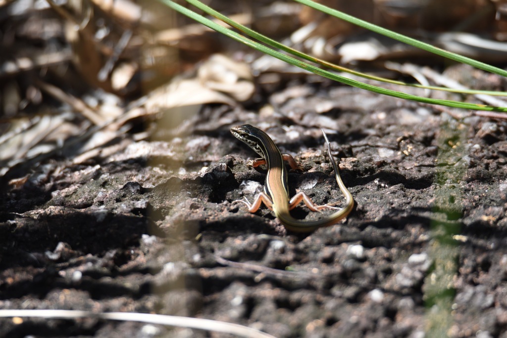 Hinchinbrook Ctenotus