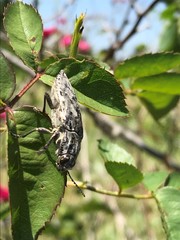 Texania fulleri