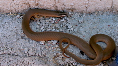 Conophis lineatus