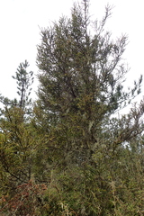 Picea morrisonicola