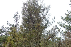 Picea morrisonicola