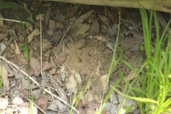Armadillidium vulgare