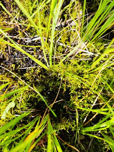 Hamatocaulis vernicosus observed 2026-08-07