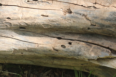 Armadillidium vulgare