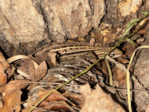 Viviparous Lizard