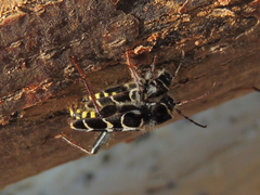 Neoclytus caprea
