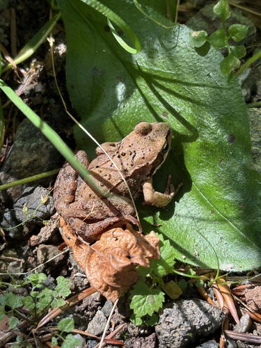European Common Frog