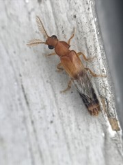 Distremocephalus texanus