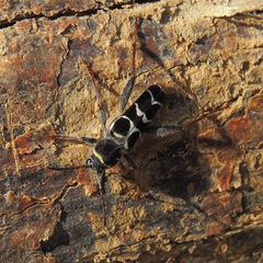 Neoclytus caprea