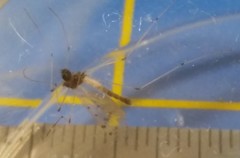 Dicranota maculata