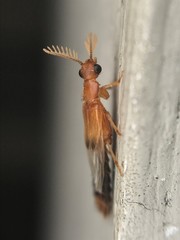 Distremocephalus texanus