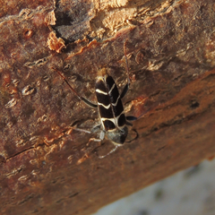 Neoclytus caprea