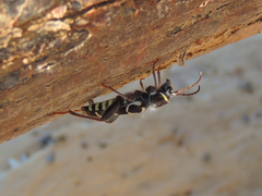 Neoclytus caprea