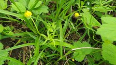 Ranunculus auricomus