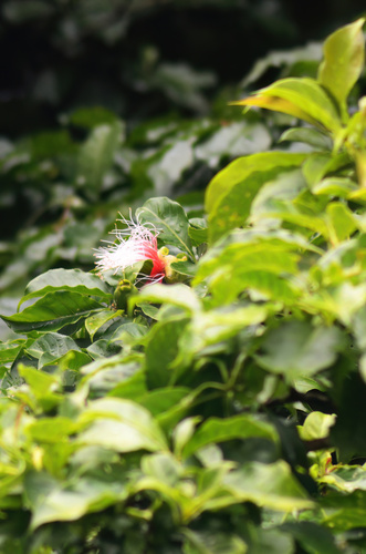 Planchonia spectabilis observed 2025-05-16