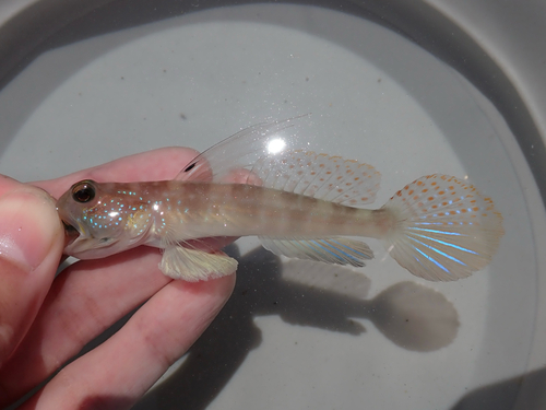 Filament shrimpgoby (Myersina filifer) — Gobiidae — 2