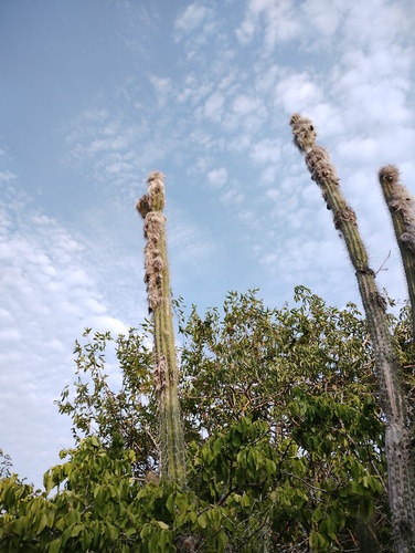 Pilosocereus collinsii, photograph 4
