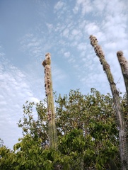 Pilosocereus collinsii, photograph (c) Carlos Domínguez-Rodríguez, some rights reserved (CC BY)