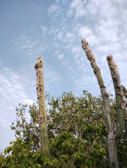 Pilosocereus collinsii, photograph (c) Carlos Domínguez-Rodríguez, some rights reserved (CC BY)
