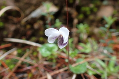 Viola senzanensis