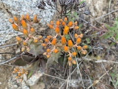 Dudleya cymosa pumila