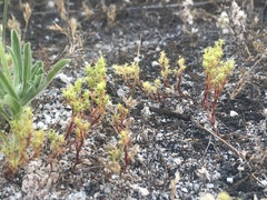 Lastarriaea coriacea