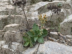 Dudleya cymosa pumila