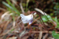 Viola senzanensis