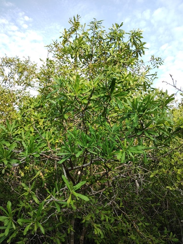 Cascabela ovata, photograph 3