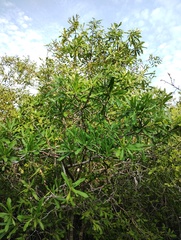 Cascabela ovata, photograph (c) Carlos Domínguez-Rodríguez, some rights reserved (CC BY)