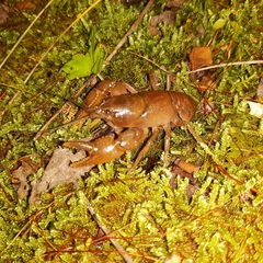 Cambarus conasaugaensis