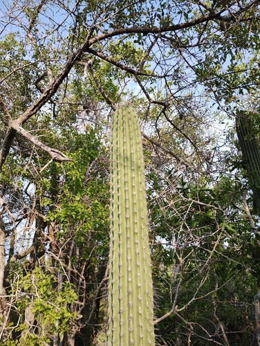 Cephalocereus nudus, photograph 4