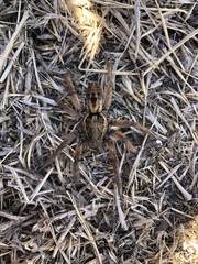 Schizocosa maxima