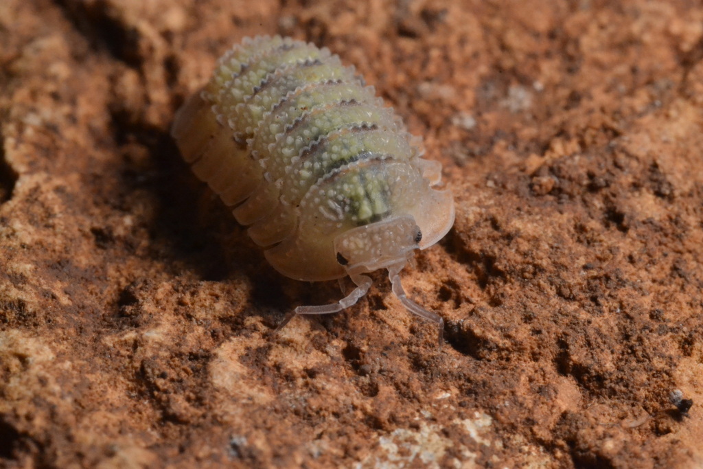 Armadillidium omblae