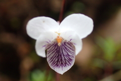 Viola senzanensis