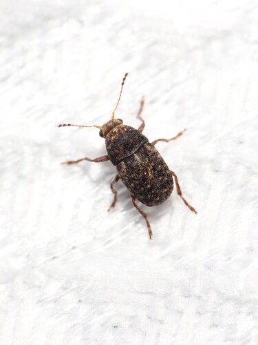 Araecerus fasciculatus, 2026-08-07
