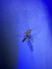 Tryphoninae