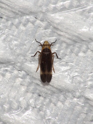 Eoeurysa flavocapitata observed 2026-08-07
