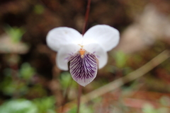 Viola senzanensis