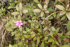 Rhododendron rubropilosum taiwanalpinum