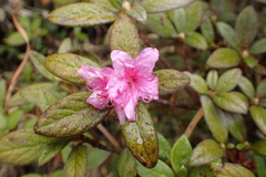 Rhododendron rubropilosum taiwanalpinum