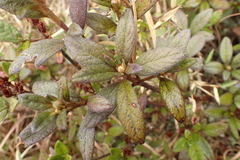 Rhododendron rubropilosum taiwanalpinum