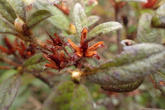 Rhododendron rubropilosum taiwanalpinum
