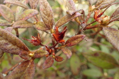 Rhododendron rubropilosum taiwanalpinum